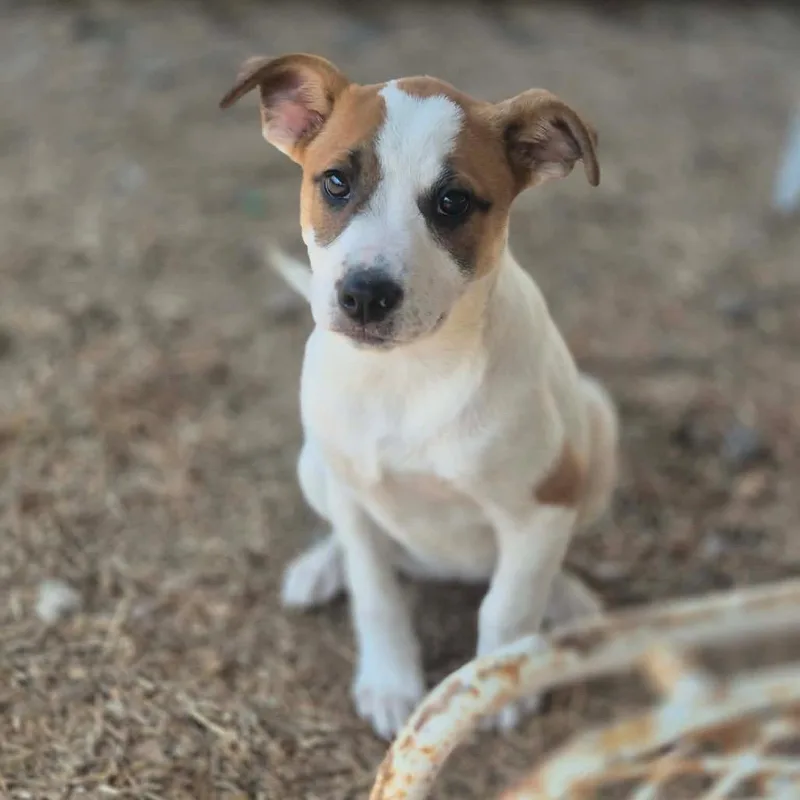 A young small-sized female White / Cream Mixed Breed dog named Dwarf for adoption in Dover, AR
