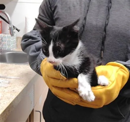 A baby small-sized female Domestic Medium Hair cat named Zara for adoption in Albuquerque, NM