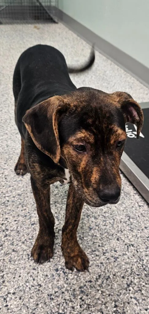 A baby medium-sized male Terrier dog named Luffy for adoption in Athens, TN