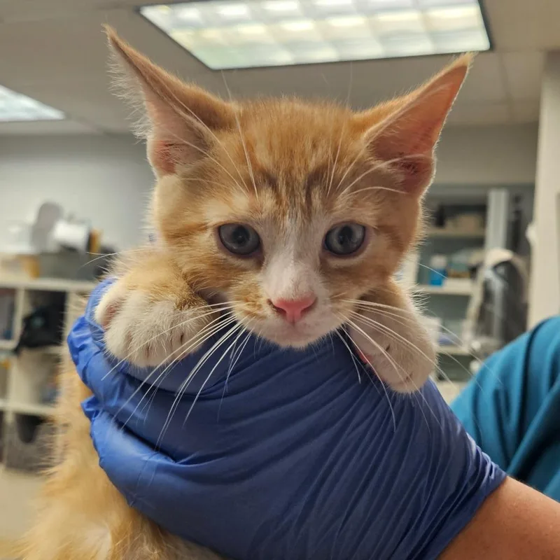 A baby small-sized male Orange / Red Domestic Short Hair cat named Mahogany Teakwood for adoption in Birdsboro, PA