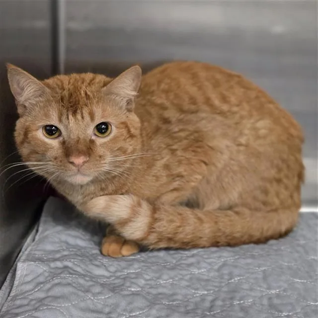 A young small-sized male Domestic Short Hair cat named Tommy for adoption in Dallas, TX