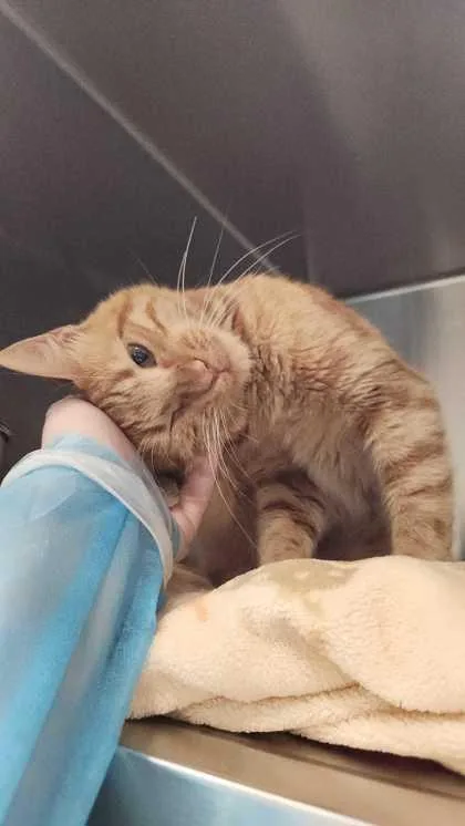 A young medium-sized male Domestic Short Hair cat named Tarzan for adoption in Ringoes, NJ
