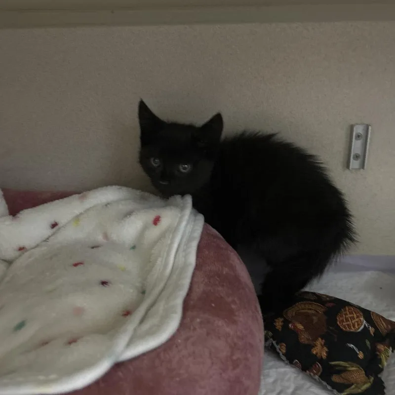 A baby small-sized female Black Domestic Short Hair cat named Noodle for adoption in Middle Village, NY