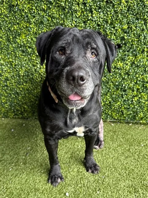 An adult large-sized female Labrador Retriever dog named Capulina for adoption in Naples, FL
