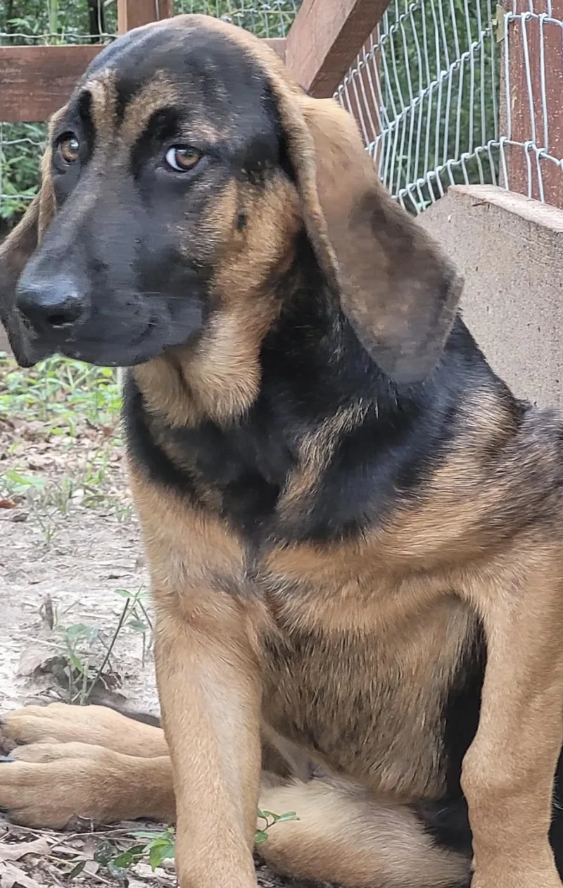 A young large-sized female Bloodhound dog named Sally for adoption in Louise, TX