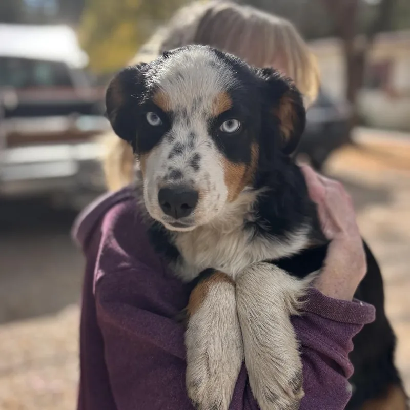 A baby medium-sized female Australian Shepherd dog named Boba for adoption in Thompson Falls, MT