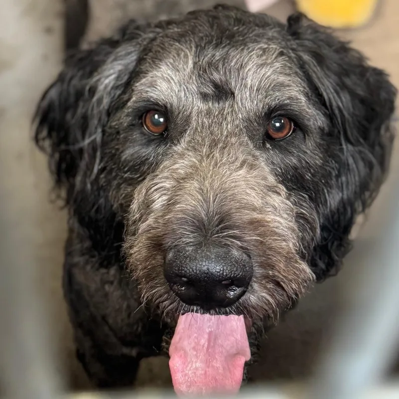 A young large-sized male Black Mixed Breed dog named Smokey for adoption in Murray, UT
