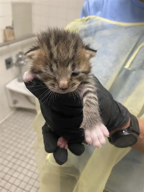 A baby medium-sized male Domestic Short Hair cat named Luke for adoption in Dallas, TX