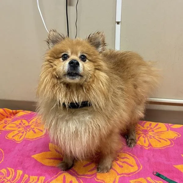 A senior medium-sized male Pomeranian dog named Ted for adoption in Troutdale, OR