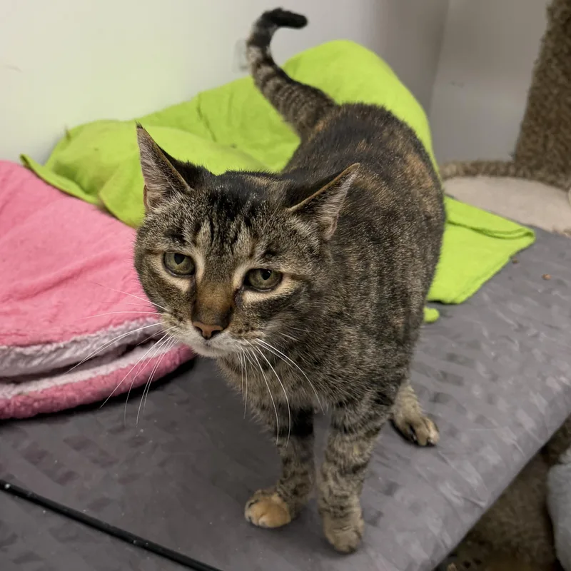 An adult medium-sized female Tabby (Brown / Chocolate) Domestic Short Hair cat named Emily for adoption in Manhattan Beach, CA