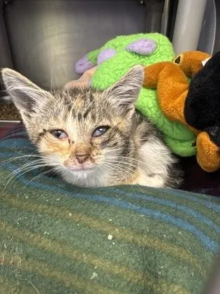 A baby small-sized female Domestic Short Hair cat named Bliss for adoption in Mount Pleasant, IA