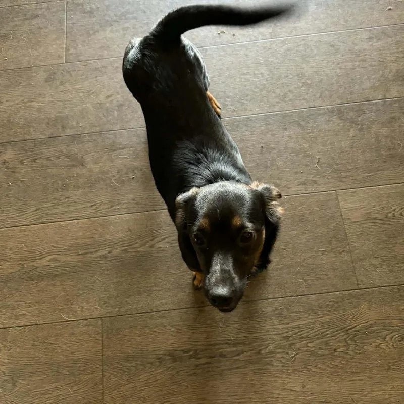A young small-sized female Black Dachshund dog named Stella for adoption in Cleveland, TN