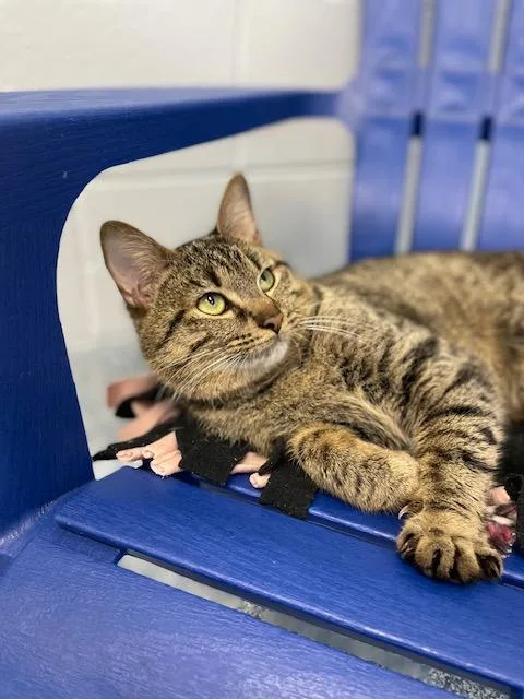 An adult medium-sized male Black Domestic Short Hair cat named Rumple for adoption in Stafford, VA