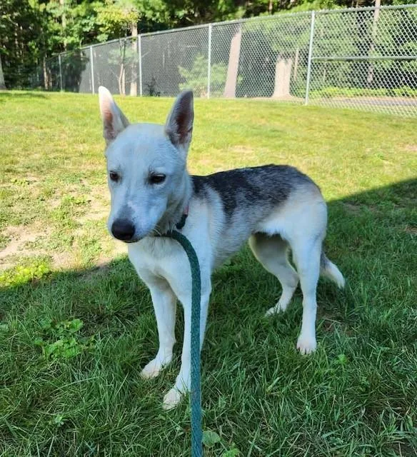 An adult medium-sized female Tricolor (Brown, Black, & White) Husky dog named Fern for adoption in Prudenville, MI