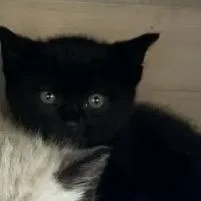 A baby small-sized male Black Domestic Short Hair cat named Duende for adoption in Veneta, OR