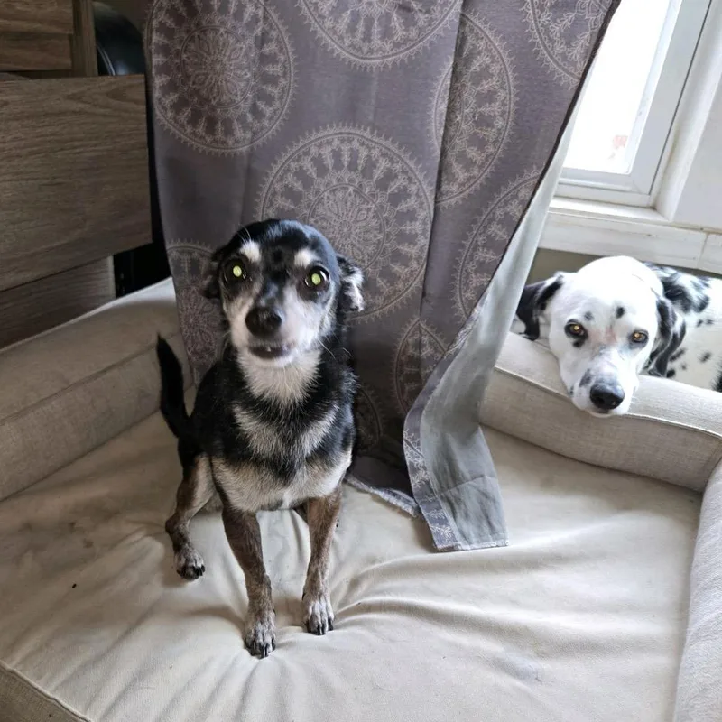 An adult small-sized female Black Chihuahua dog named Shadow for adoption in Kansas City, MO