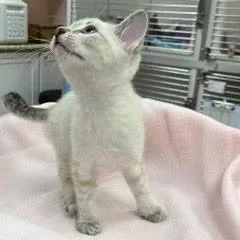A baby medium-sized female White Siamese cat named Libera for adoption in Green Valley, AZ