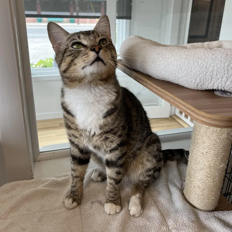 A young medium-sized male Gray & White American Shorthair cat named Benji for adoption in Hull, MA