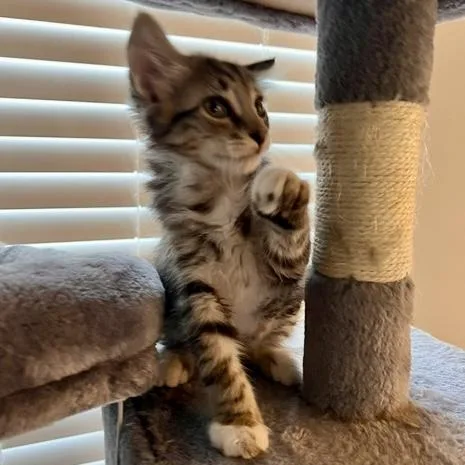 A baby medium-sized male Tabby (Gray / Blue / Silver) Tabby cat named Puck for adoption in Smithfield, NC