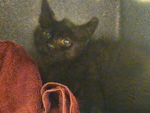 A baby small-sized male Domestic Medium Hair cat named Theoden for adoption in Tustin, CA