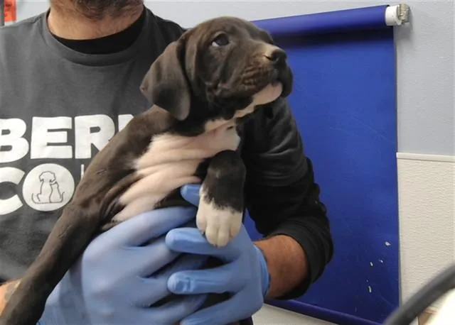 Majesta