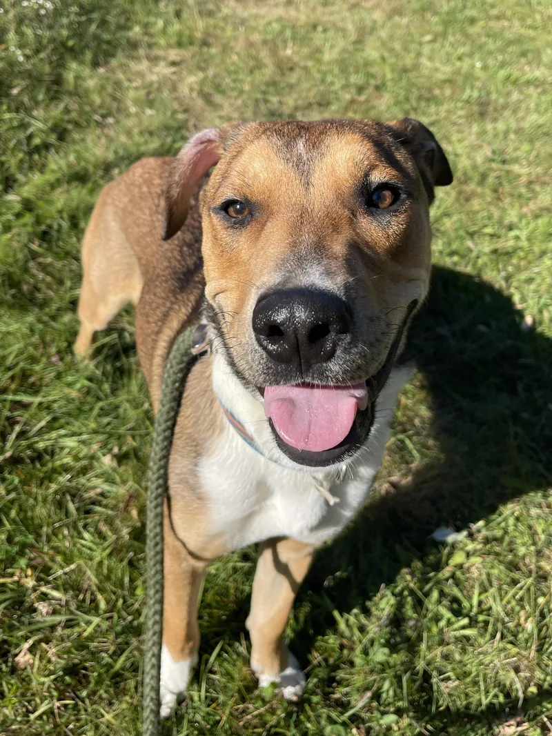 A young medium-sized male Brown / Chocolate Mixed Breed dog named Laker for adoption in Allegan, MI