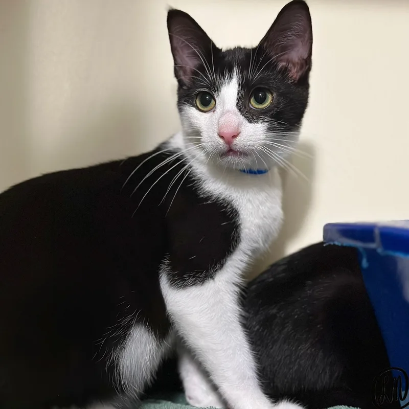 A baby medium-sized male Black & White / Tuxedo Domestic Short Hair cat named Dean for adoption in Victor, NY