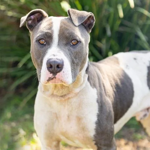 An adult large-sized male Pit Bull Terrier dog named Harley for adoption in Camarillo, CA