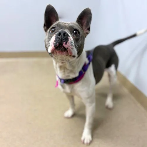 Petunia