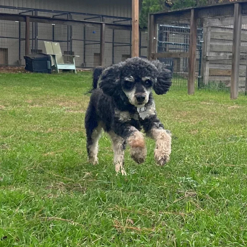 An adult small-sized male Poodle dog named Milo Fortune for adoption in Houston, TX