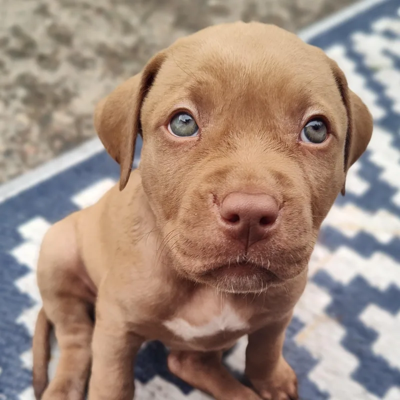 A baby medium-sized female Pit Bull Terrier dog named Santi for adoption in Midland, MI