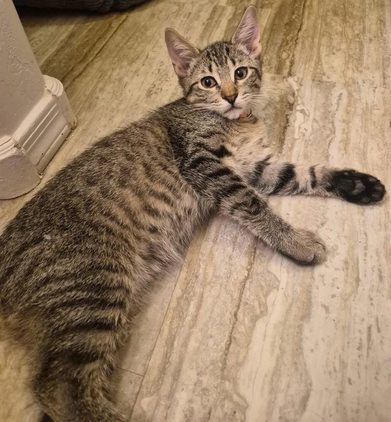A young medium-sized male Domestic Short Hair cat named Petey for adoption in Phoenix, AZ
