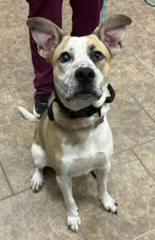 A young large-sized male Australian Cattle Dog / Blue Heeler dog named Hop for adoption in Littleton, CO