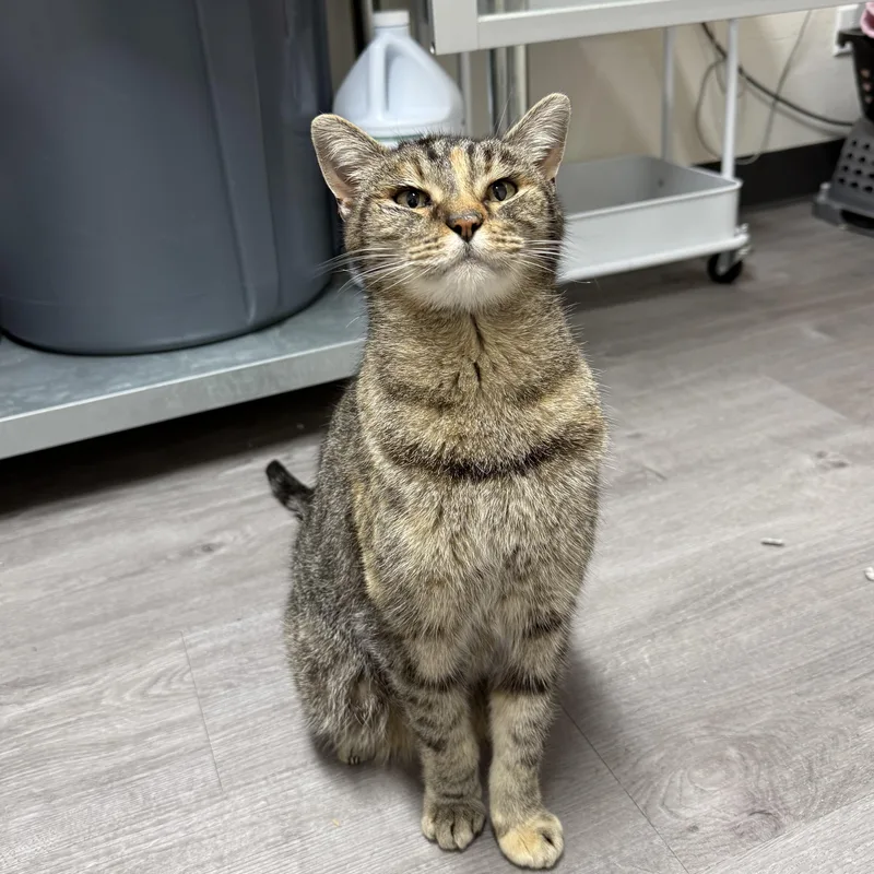 A senior medium-sized female Tabby (Brown / Chocolate) Domestic Short Hair cat named Betty for adoption in Antioch, CA