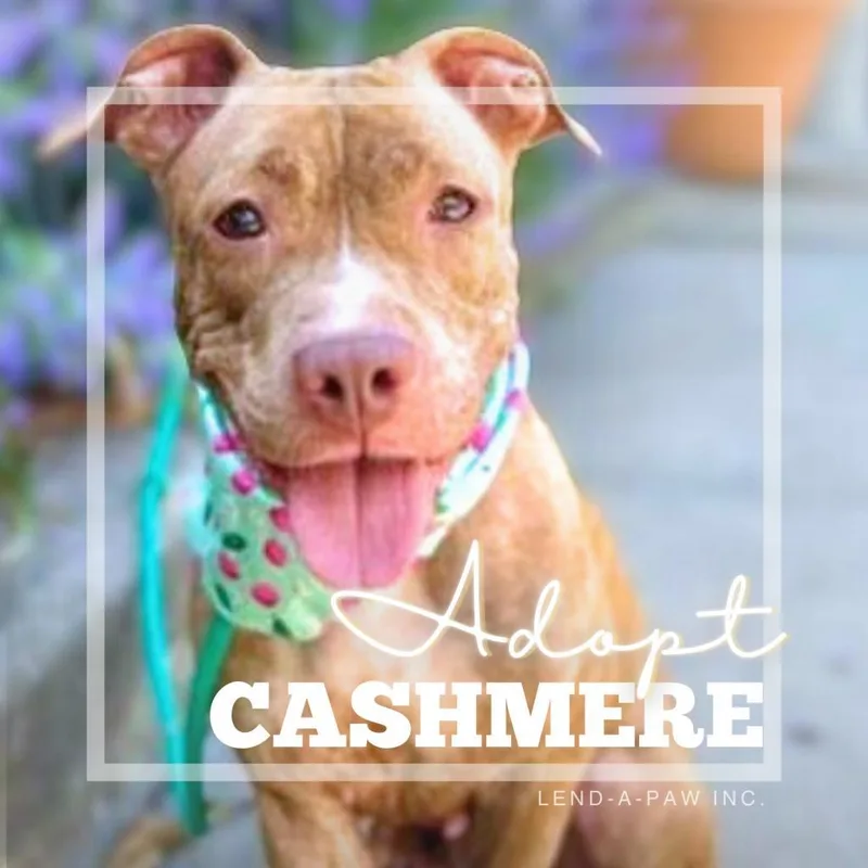 Cashmere thumbnail 2