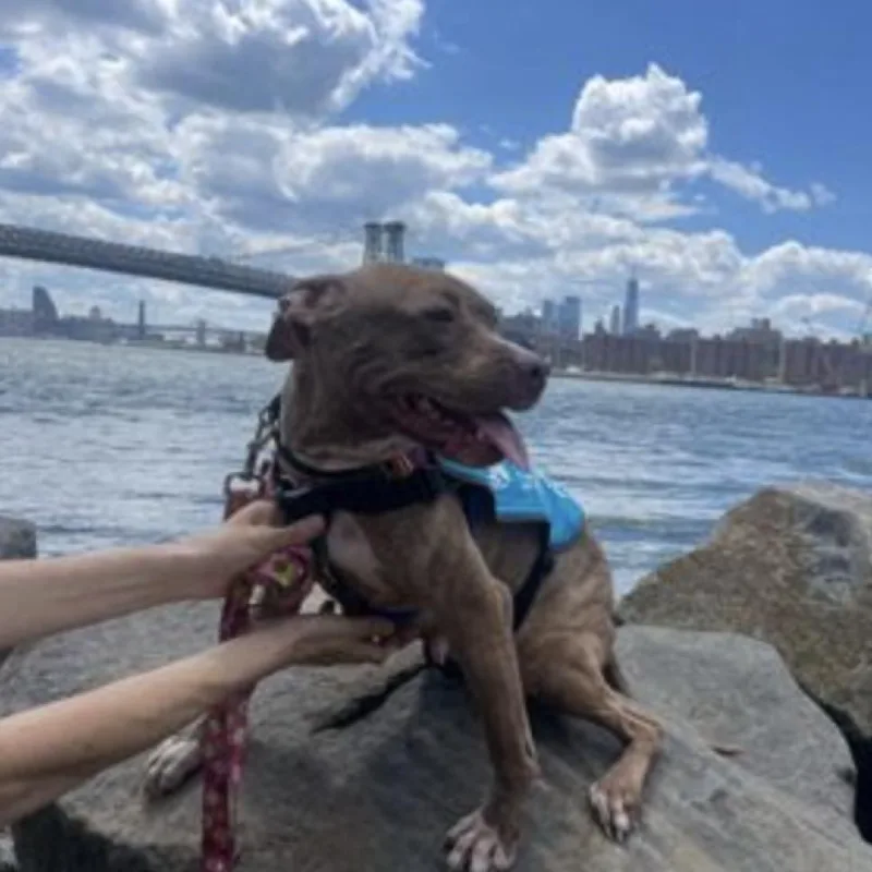 Cashmere thumbnail 4