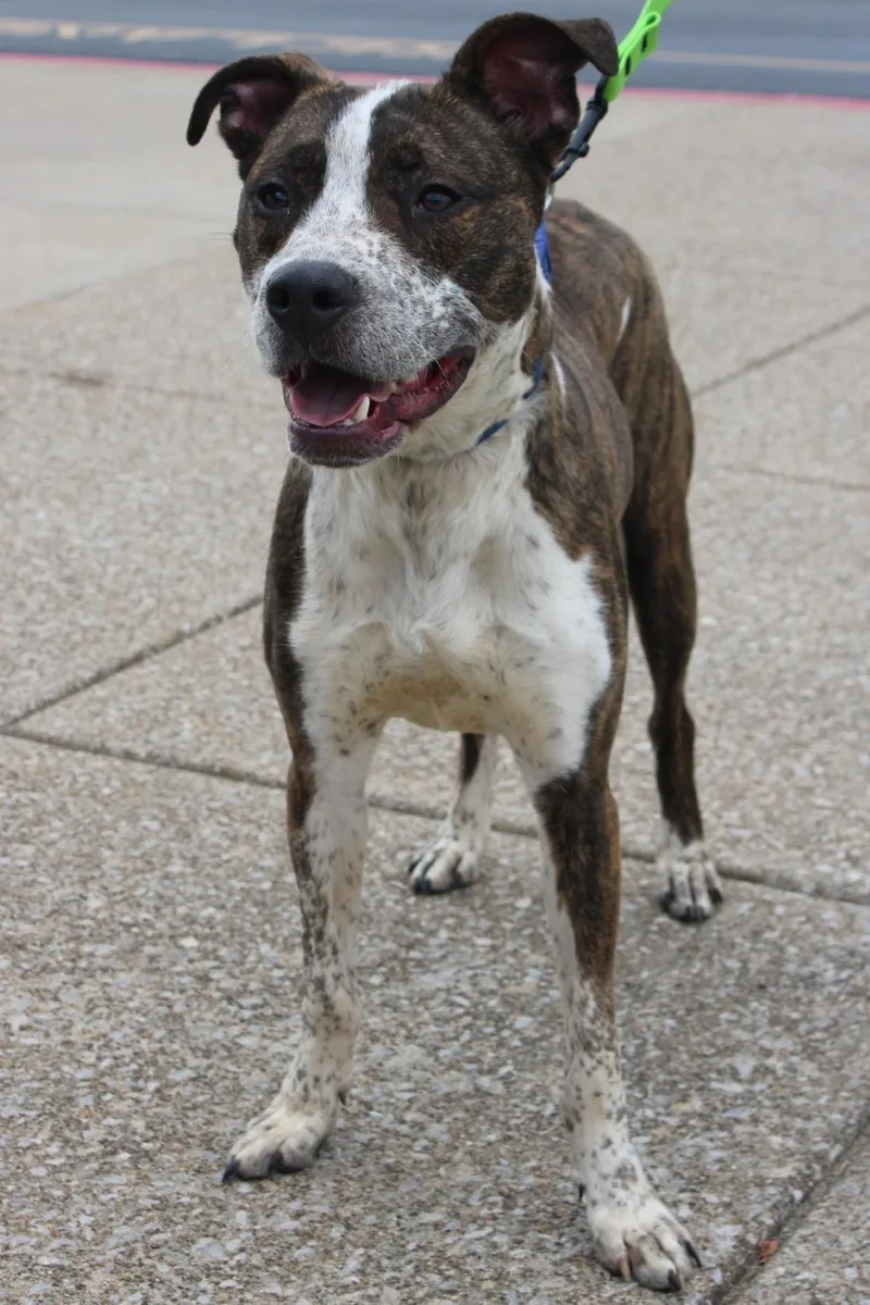 An adult large-sized male Brindle Catahoula Leopard Dog dog named Honda for adoption in Evansville, IN