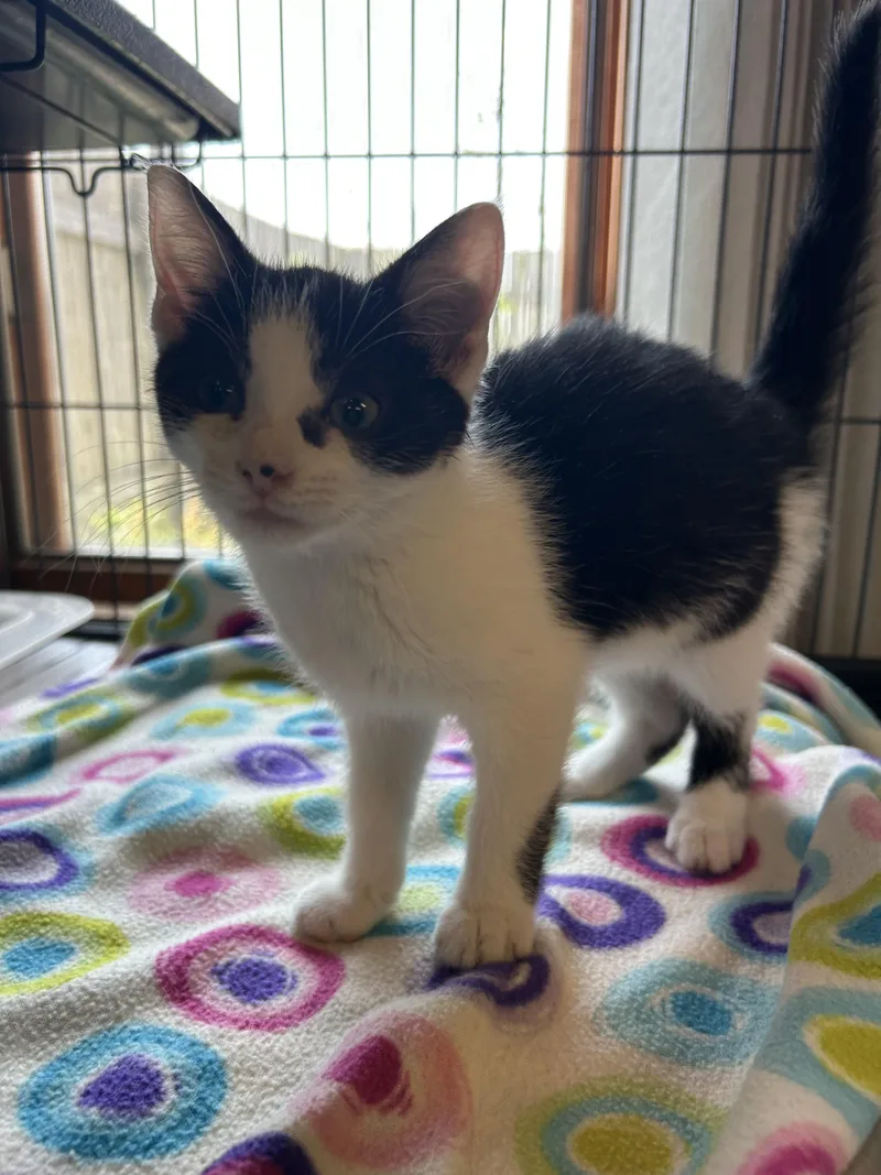 A baby medium-sized female Domestic Short Hair cat named Barbie for adoption in St. Clair, MI