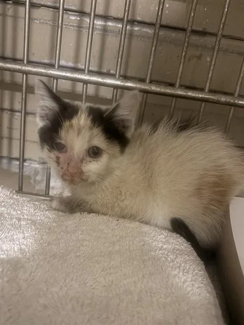A baby medium-sized female Domestic Short Hair cat named Xena for adoption in Baldwin Park, CA