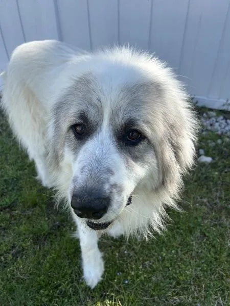 An adult large-sized female Great Pyrenees dog named Pearl for adoption in Osage Beach, MO