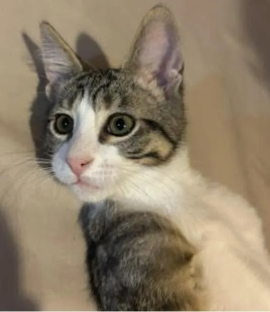 A baby medium-sized male Domestic Short Hair cat named Tag for adoption in Wheaton, IL
