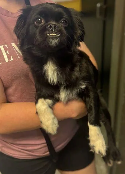 An adult small-sized male Pekingese dog named Gordon for adoption in Bowling Green, KY