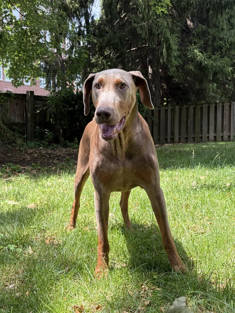 Axel
