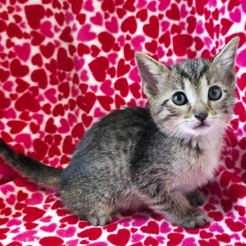 A baby small-sized male Brown / Chocolate Domestic Short Hair cat named Megamouth for adoption in Mount Juliet, TN