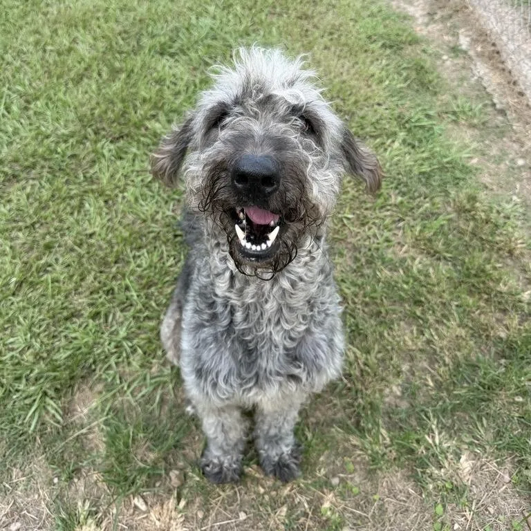 An adult large-sized male Gray / Blue / Silver Standard Poodle dog named Big Toot for adoption in Carencro, LA
