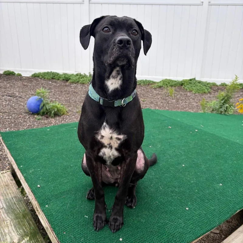An adult medium-sized female Black Labrador Retriever dog named Morinth for adoption in Binghamton, NY