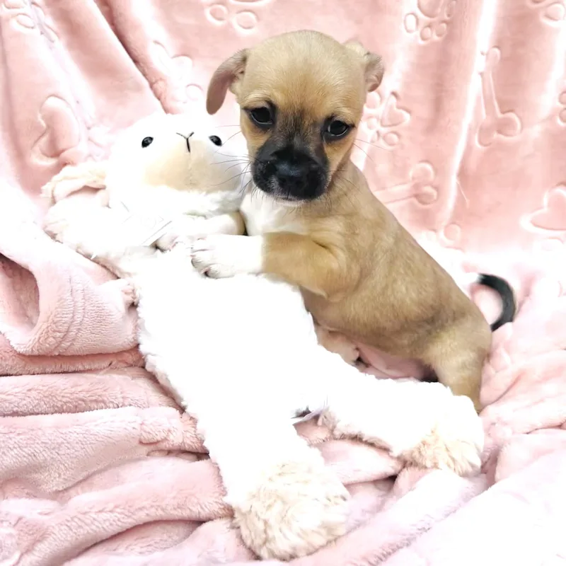 A baby small-sized male Sable Chihuahua dog named Aspen for adoption in Conroe, TX