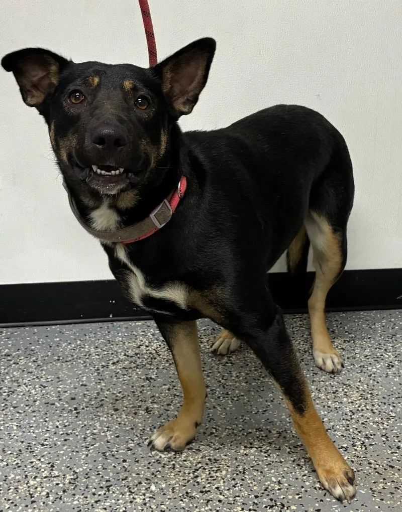 A young medium-sized female German Shepherd Dog dog named Lucy for adoption in Seven Points, TX