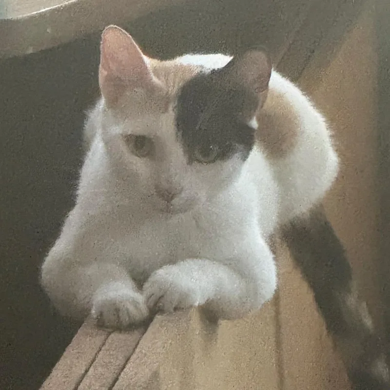 An adult small-sized female Calico Domestic Medium Hair cat named Ghost  Home to for adoption in South Elgin, IL