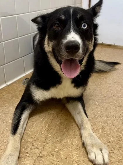 Tiger Lily thumbnail 2